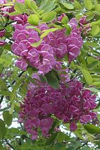 robinia bessoniana, acacia de besson